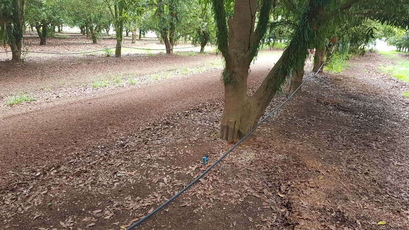 Orchard rows after being mulched by the FTP260 (left) and before (right)